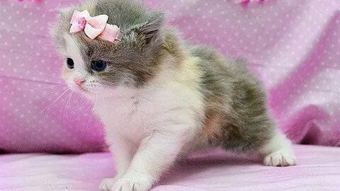 Котик София Николаевна 