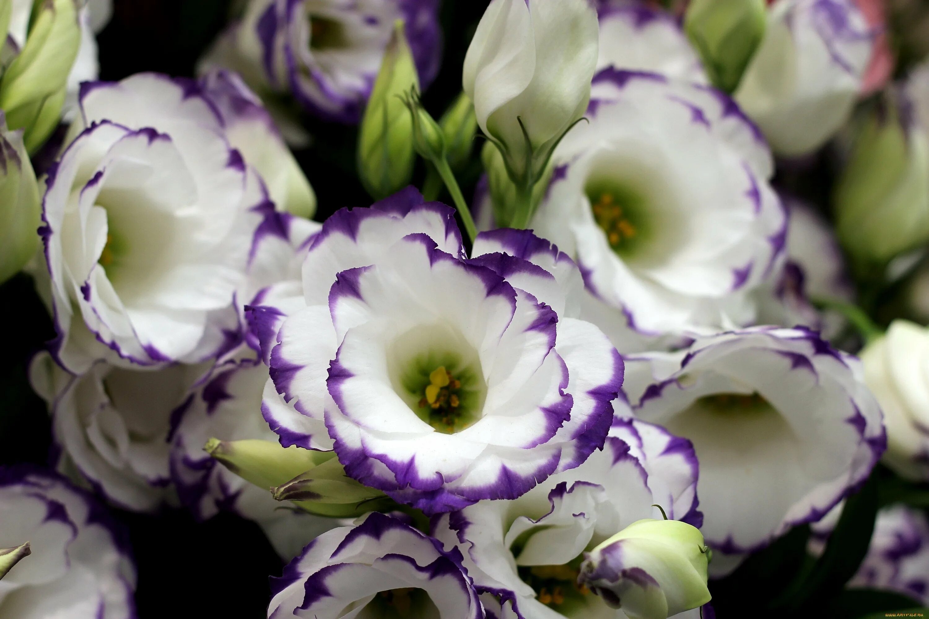 Эустома не растет стоит. Эустома лизиантус. эустома (lisianthus). эустома сапфир. эустома высокорослая.