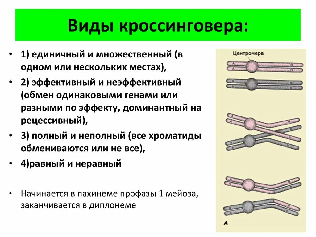 Значение кроссинговера в эволюции. Механизм кроссинговера. типы кроссинговера. разновидности кроссинговера. неравный кроссинговер.