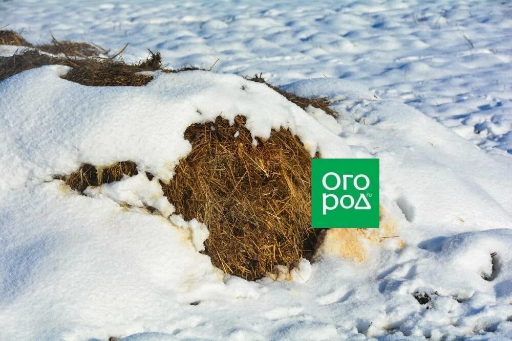 Перегной зимой. Навоз. навоз зимой. хранение навоза зимой. навоз фото.