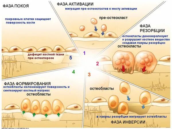 Период покоя растений презентация. Стадии гипнотического состояния. Стадия покоя. Стадия покоя. Стадии полового цикла.