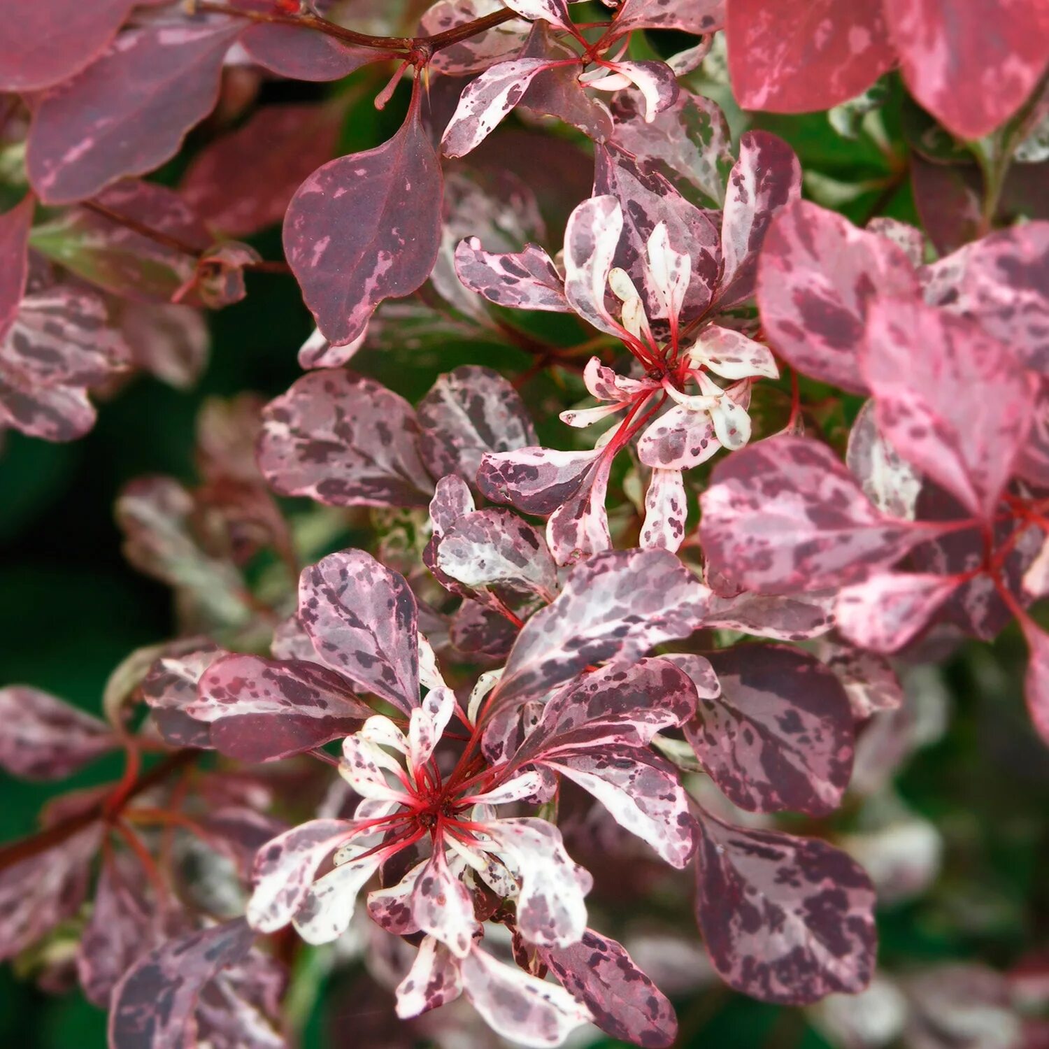 Барбарис тумберга рози глоу. Berberis thunbergii (барбарис тунберга) 'rose glow'. Барбарис роуз глоу. Барбарис тумберга "роуз глоу". Барбарис тунберга роуз глоу.