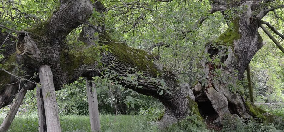 Ancient trees