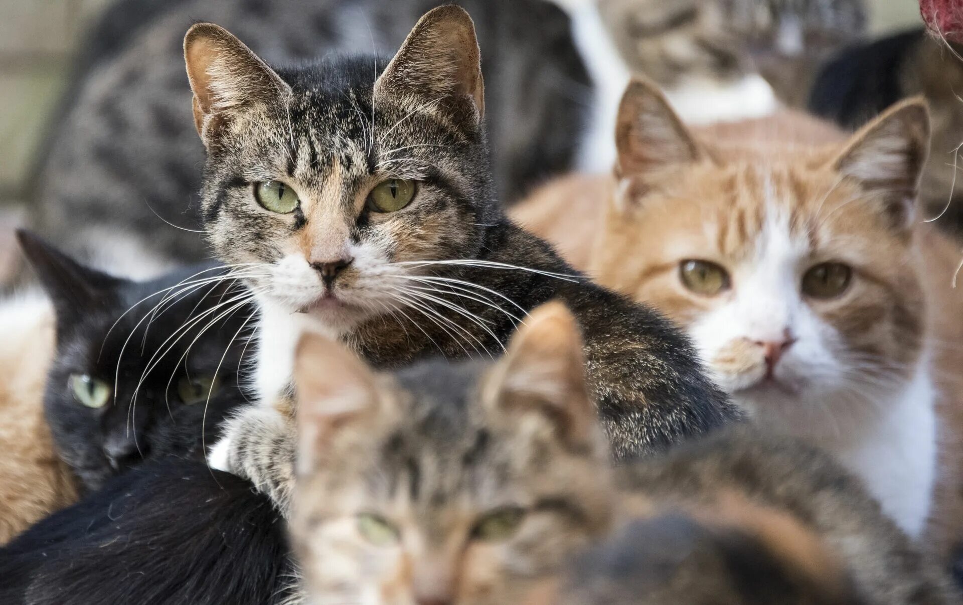 70 кошек. Куча кошек. Несколько кошек. Аосима кошачий остров. Стая котят.