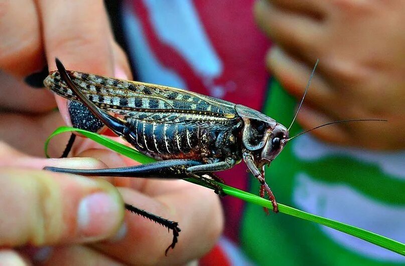 Карточка кузнечик. Прямокрылые кузнечики. Папуанский кузнечик. Отряд прямокрылые саранча. Кузнечики форум.