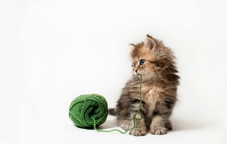 Котята играют с клубком ниток. Кошка с клубком. Котенок и клубок ниток. Котёнок и клубок. Клубок ниток.