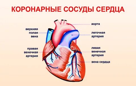 Коронарные сердечные артерии