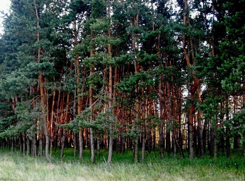 Село хвойный. Титовский Бор Шебекино. Сосновый Бор Белгород. Новая Таволжанка Сосновый Бор. Урочище Сосновый Бор Саратовской области.