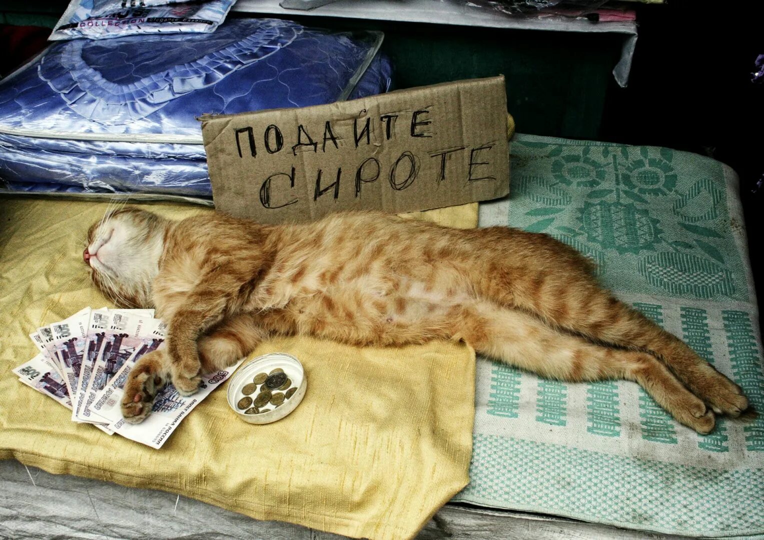 Кот подписывает. Кот подписывает. Кот подписывает. Котик с документами. Коты приколы с подписями.