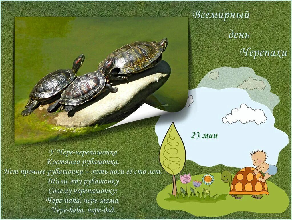 Чере чере череповец. 23 мая день черепахи праздник всемирный. 23 мая праздник черепахи. всемирный день черепахи. открытка всемирный день черепах.