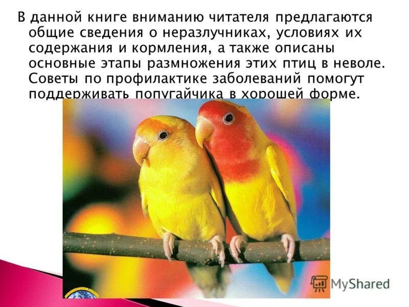 Условия содержания неразлучников