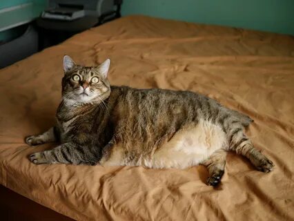 Толстенький котенок