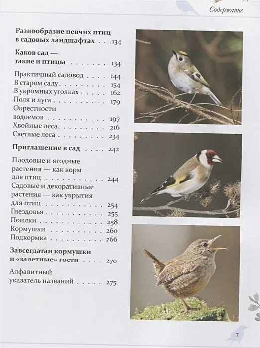 Читать певчие птицы. Тайный мир певчих птиц. большая иллюстрированная энциклопедия. книги для детей о певчих птицах. книга певчие птицы. книга про диких певчих птиц.
