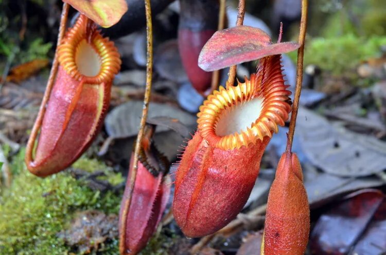 Венерина мухоловка. Плотоядное животное или растение. Плотоядное животное или растение. Непентес аттенборо. Дионея мухоловка.