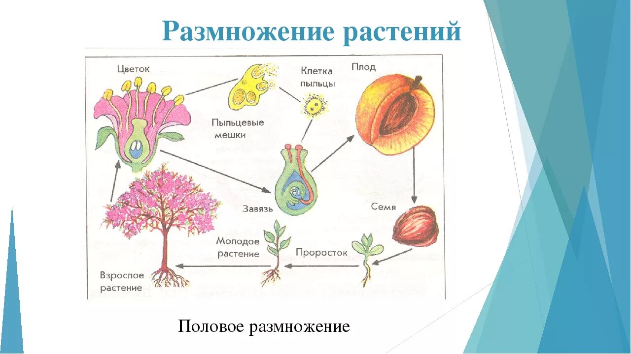 Какое размножение у цветов. Схема полового размножения растений 6 класс. Биология 6 класс половое размножение растений схема. Схема полового размножения цветковых растений. Половое размножение растений схема 6 класс.