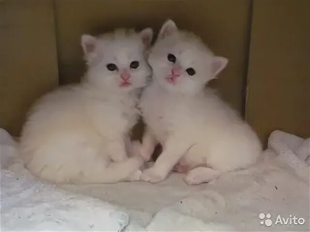 Котята серпухов