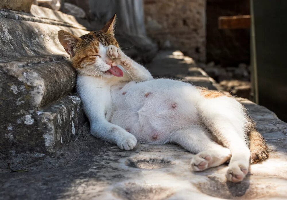 Болезни кормящей кошка. Кошка вылизывается.