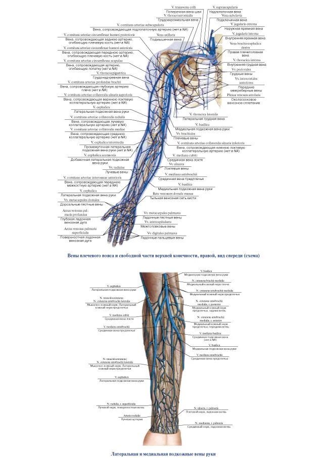 Вены верхней конечности. Верхняя конечность Вена анатомия. Поверхностные вены верхней конечности схема. Латеральная подкожная Вена руки топография. Поверхностные вены верхней конечности анатомия схема.