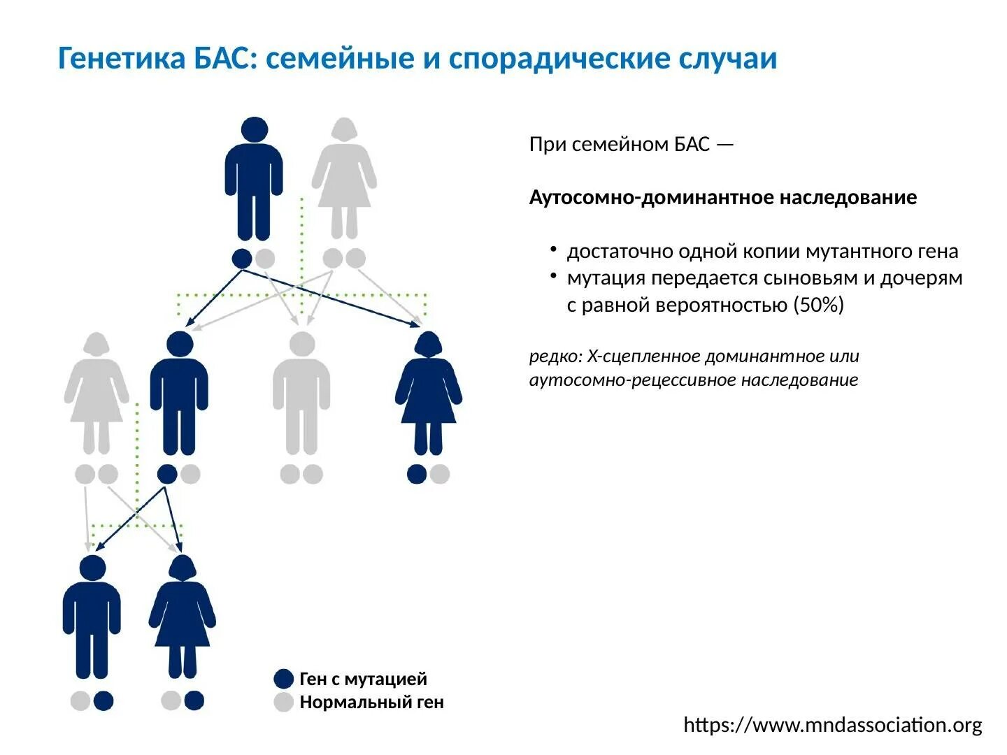 От кого из родителей передается интеллект. Генетика от родителей к детям. наследование. семейные болезни генетика. что передается по наследству.