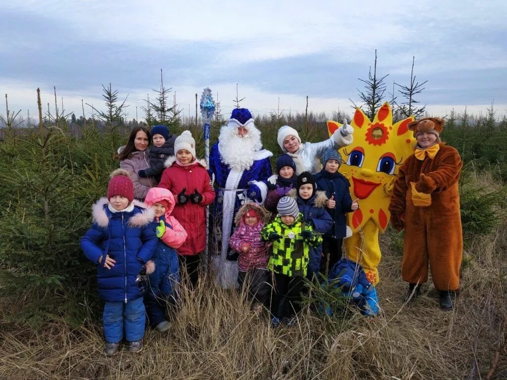 Живые елки из питомника ульянино. Дмитровский питомник елок. Живые елки из питомника. Живые елки питомник. Елочные базары в москве 2021.