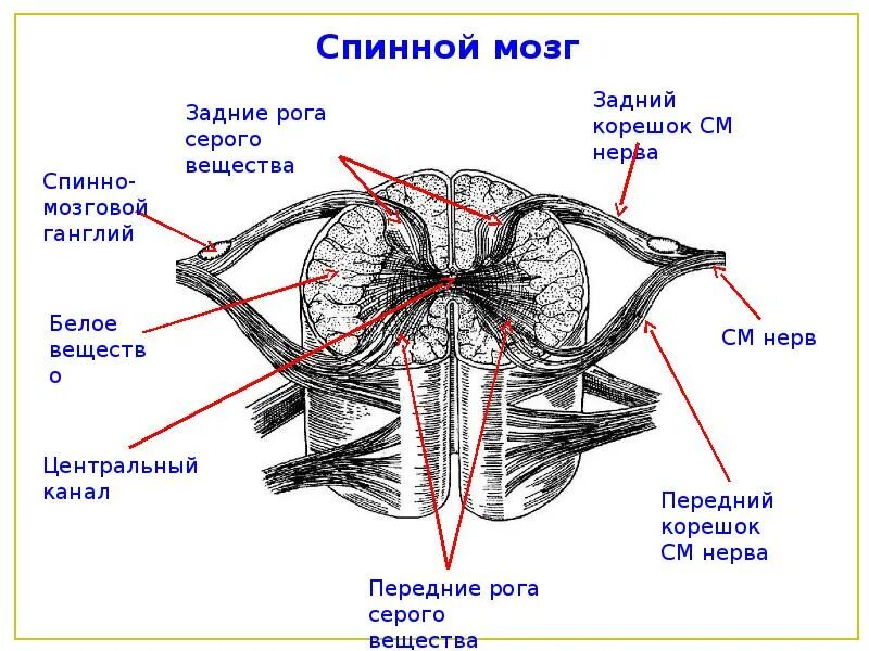 Спинной мозг обозначения. Внутреннее строение спинного мозга поперечный разрез. Строение спинного мозга неврология. Схема внутреннего строения спинного мозга. Поперечный срез спинного мозга неврология.