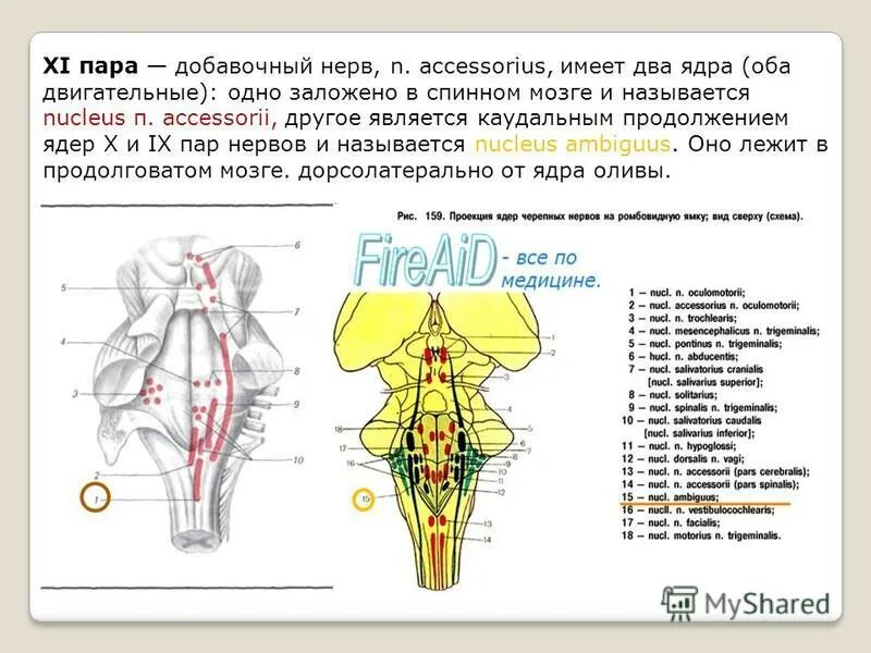 11 Пара добавочный нерв ЧМН. Ядра черепных нервов. Ромбовидная ямка ядра черепных нервов. Ядро добавочного нерва в продолговатом мозге. Какие ядра в черепных нервах