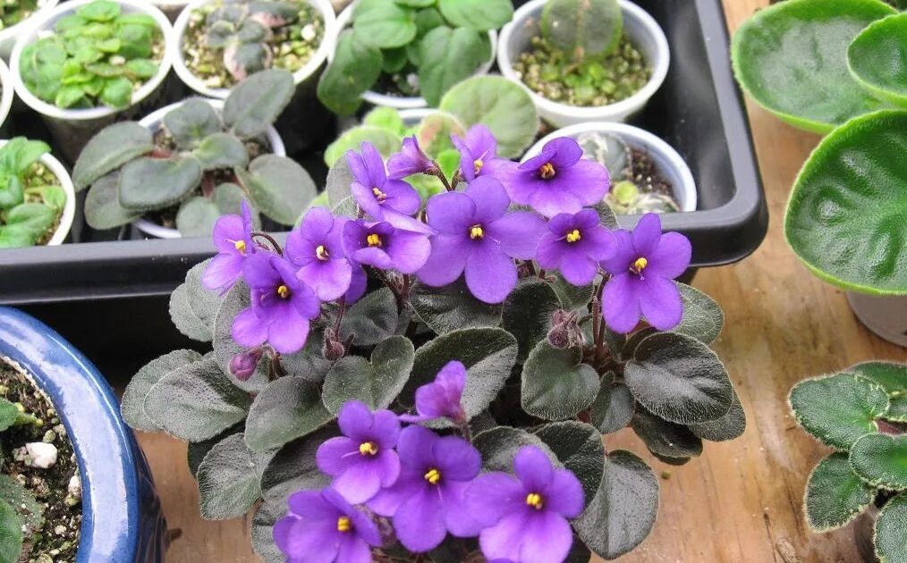 Ride trail синие. Blue trail. Cirelda фиалка. Фиалка senk's longlegs. Кроссовки brooks trail.