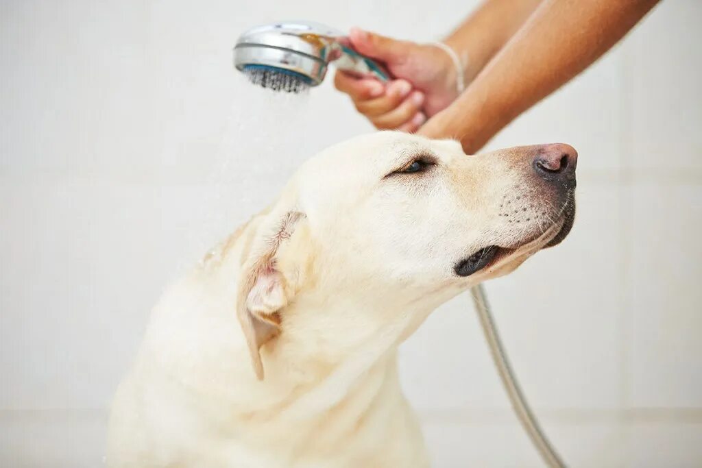 Jack wash the dog. Лабрадор в ванне. Лабрадор моется в ванной. Лобродоркупается в ванной. Собака в душе.