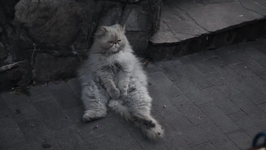 Urban cats