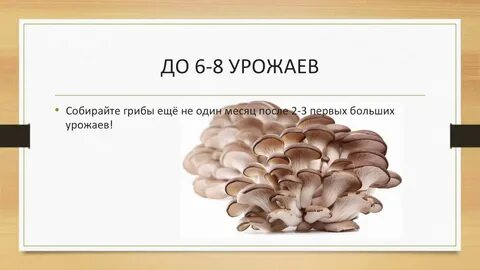 Грибы растут в течение всей жизни