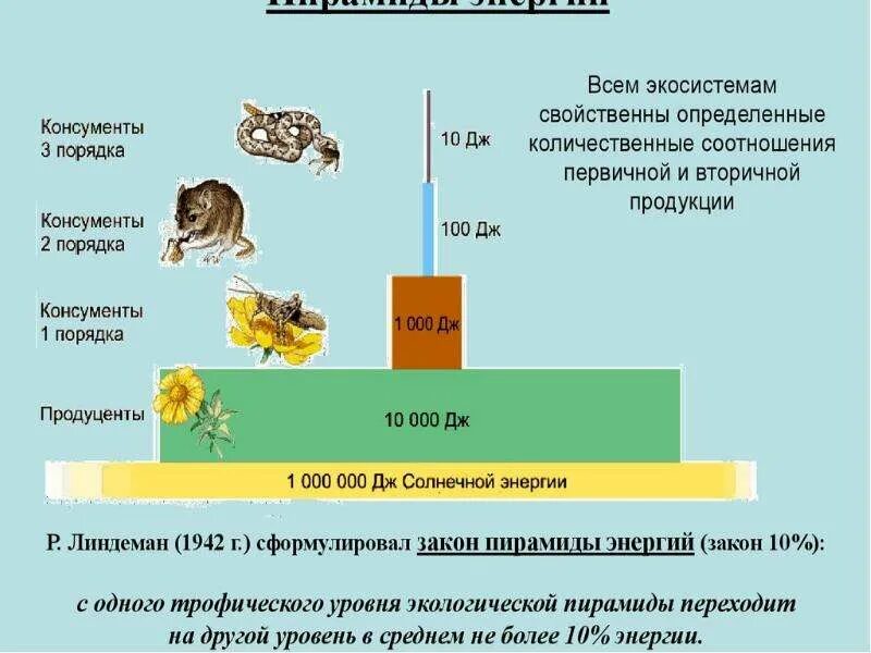 Чем отличаются консументы 1. Цепи и сети питания, экологическая пирамида презентация. Примеры консументов первого порядка. Паразиты первичных консументов. Консументы по порядкам.