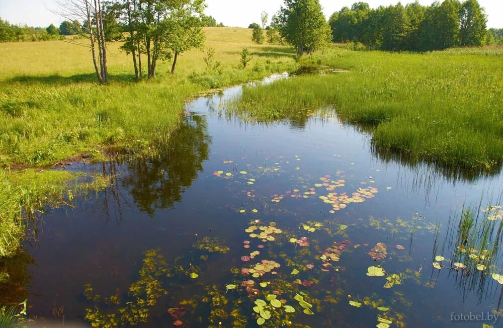 самая большая река в беларуси. узкая река в беларуси. река словечна. белорусские реки. река в белоруссии 5 букв.