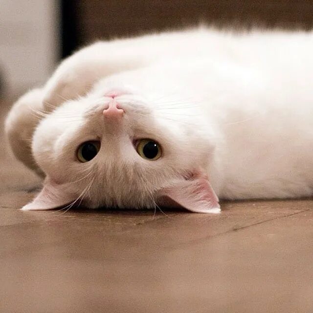 Рыжий пушистый котенок. Милый кот. Прямо милый. Прямо милый. Модели блондинки.