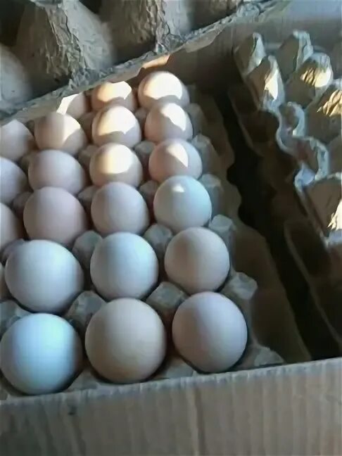 Инкубационное яйцо Росс 308. Доминант 117 яйцо для инкубации. Инкубационное яйцо жако. Инкубация Росс 308. Купить инкубационное яйцо от производителя