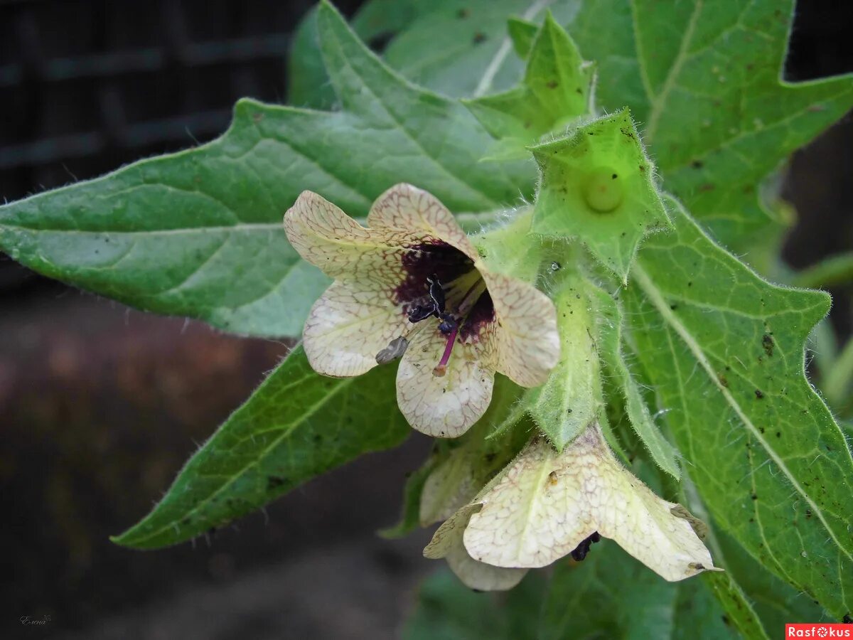 Канал хелена белена. Канал хелена белена. Канал хелена белена. Белена чёрная. Канал хелена белена.