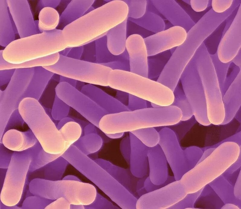 Бифидобактерии где. Бифидобактерии лонгум. Bifidobacterium bifidum. Лактобактерии лонгум. Бифидобактерии бифидум микроорганизмы.