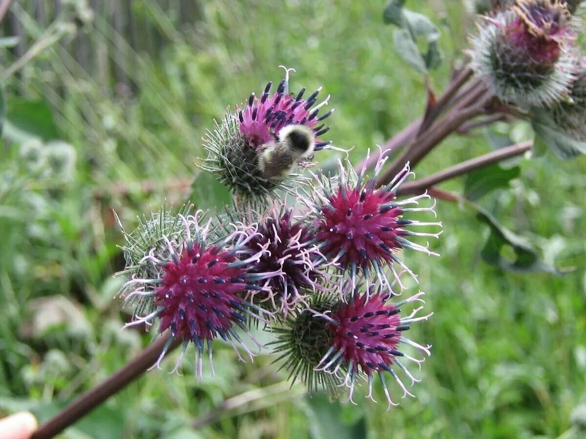 Лук репей. Лекарственные травы лопух. Лопух большой. Репейник 3. Лопух паутинистый arctium tomentosum mill.