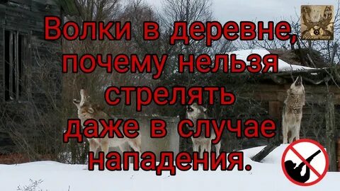 Охота в запрещенное время