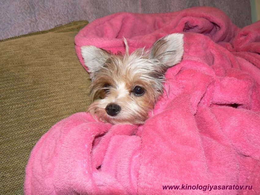 5 кг. 6 кг. таблица веса йорка по месяцам мини и стандарт. йоркширский терьер макси. йоркширский терьер вес взрослой.