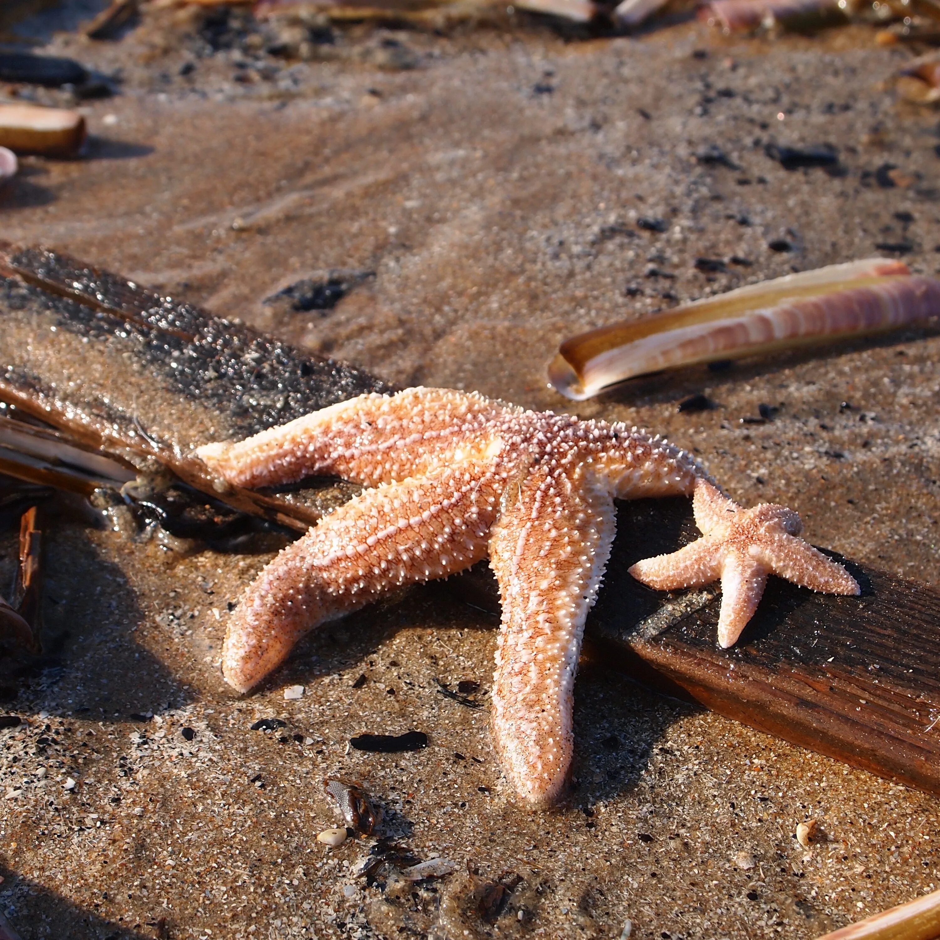 Морская звезда Lunckia Columbiae. Морская звезда Midgardia Xandaros.. Беспозвоночные иглокожие. Огромная морская звезда.