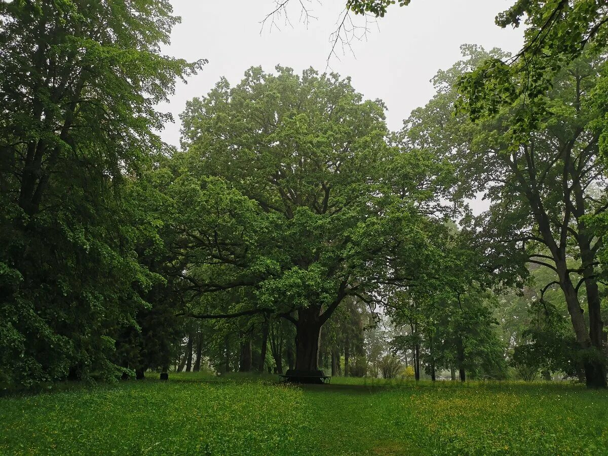 Дуб любви. Грудиновка быховский район. В солнечном острове дуб который охраняется. Знаменитое дерево в германии. Дерево сердце.