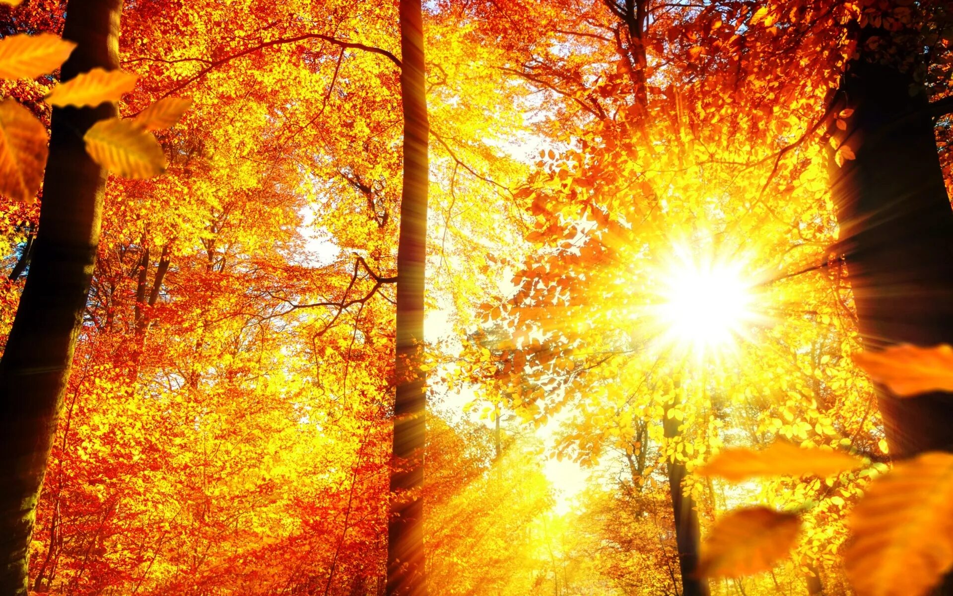 Осеннее солнце. Солнце осенью. Солнечная осень. Осенний лес солнце. Теплый день осенний солнцем