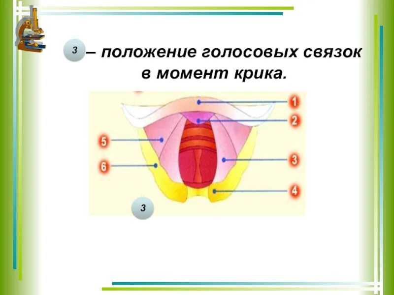 Положение голосовых связок. Положение голосовых связок