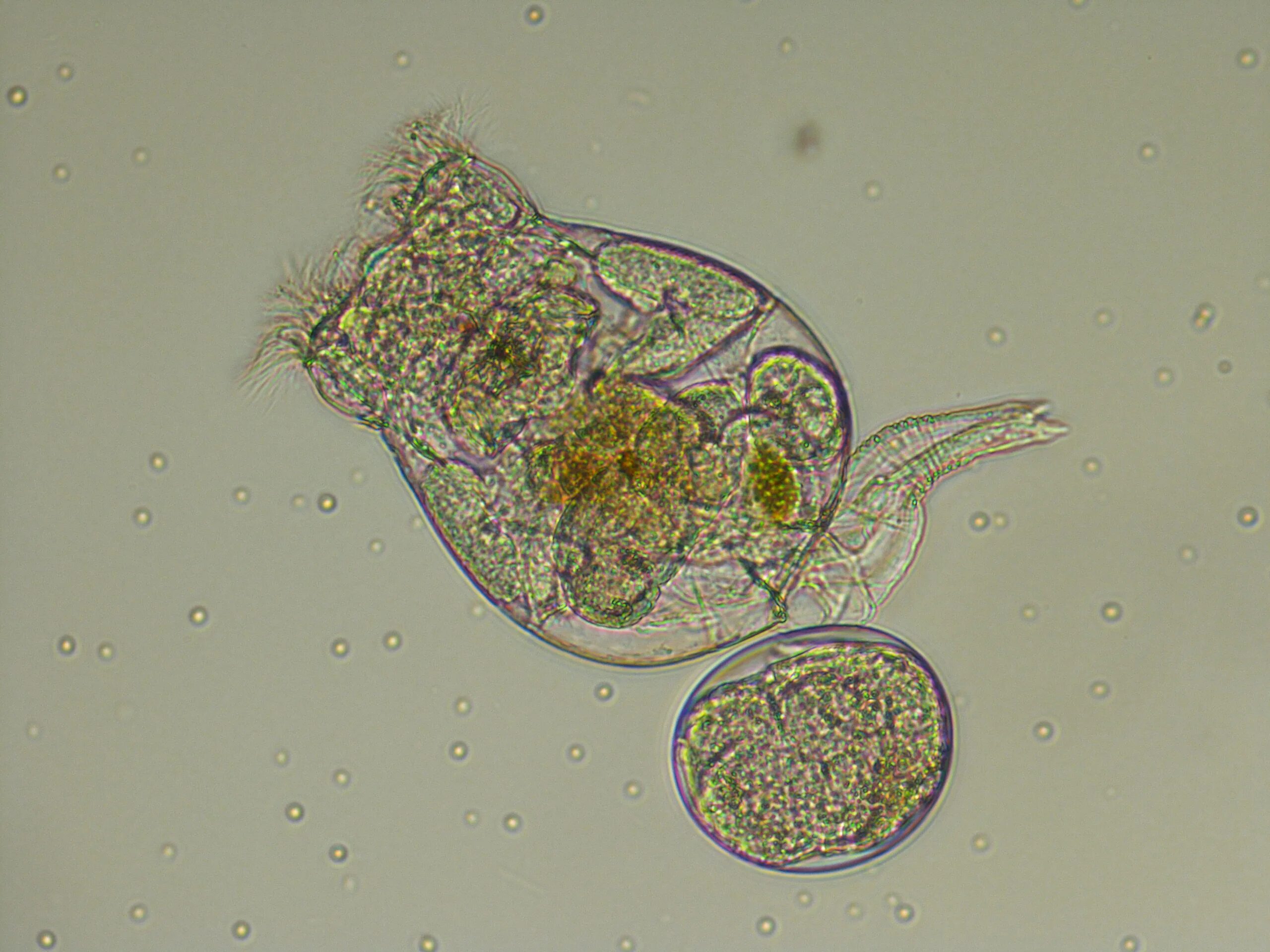 Коловратка брахионус. Солоноводная Коловратка Brachionus. Коловратки rotatoria(Rotifera). Коловратка брахионус (Brachionus). Коловратки в экосистеме