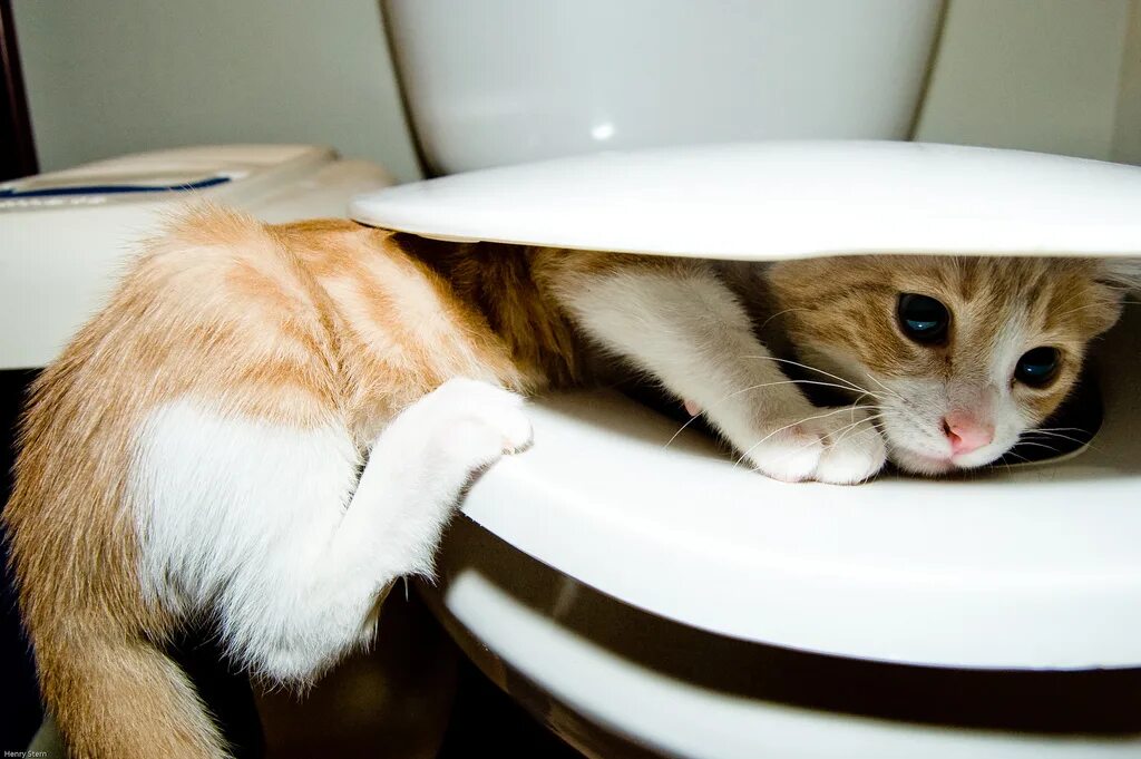 Кот не может сходить в туалет. Кот на унитазе. котенок в унитазе. котик в туалете. туалет для кошек.