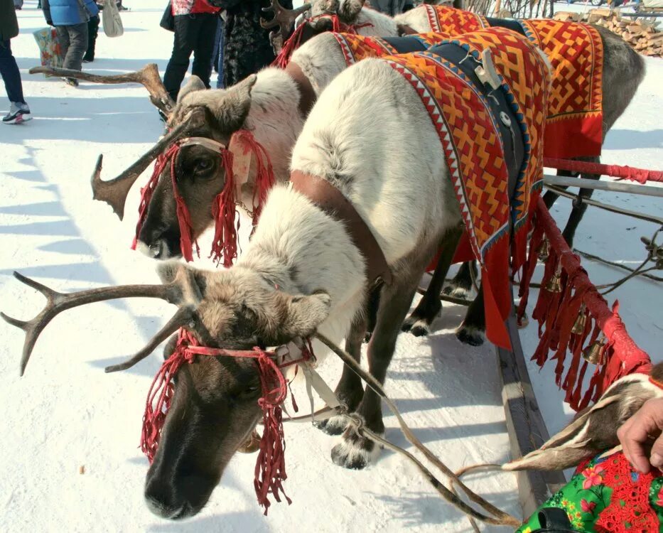 Олене праздник