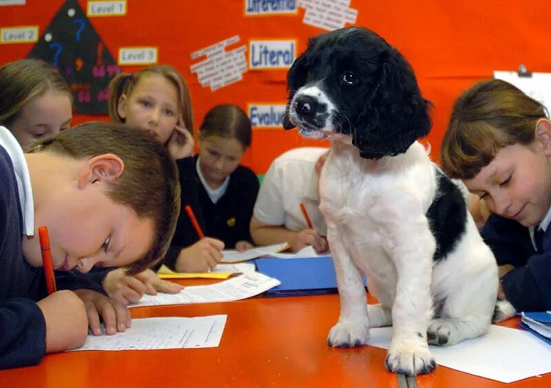 Pet class. Обучающий щенок. Собака изучает. Обучающая собачка. Собаку обучают.