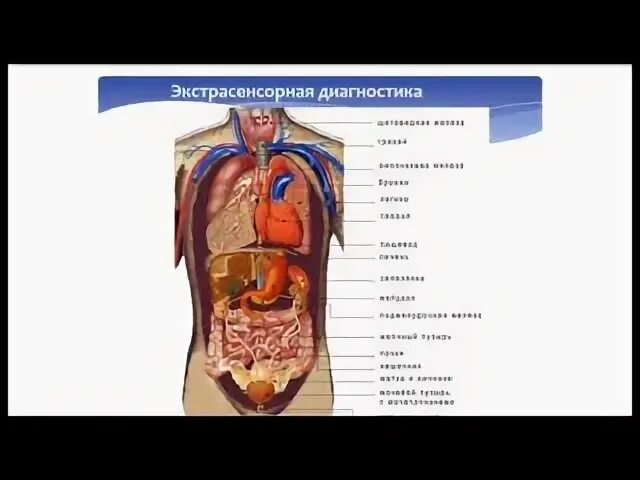 Организм 5 букв