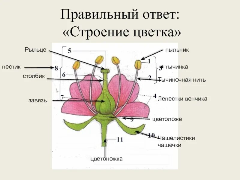 Чашелистики пестик тычинки венчик. Пыльник тычиночная нить рыльце завязь. Венчик пестик тычинка завязь. Цветок пыльник завязь тычиночная нить. Какую функцию в цветке выполняет завязь ответ