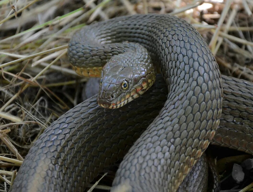 Обыкновенный уж Natrix Natrix. Гадюка полоз уж. Водяной уж и гадюка. Обыкновенный уж меланист.